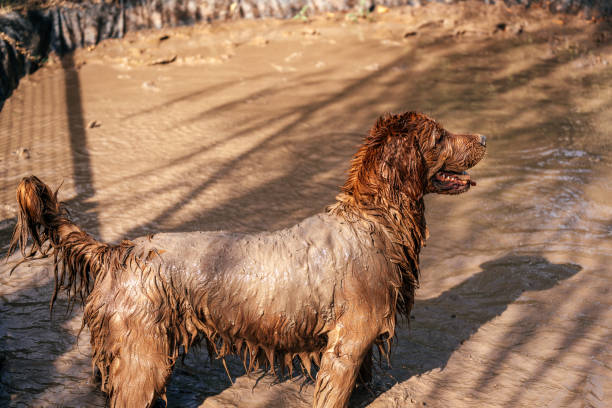 Close up of golden retriever with wet coat looking alert