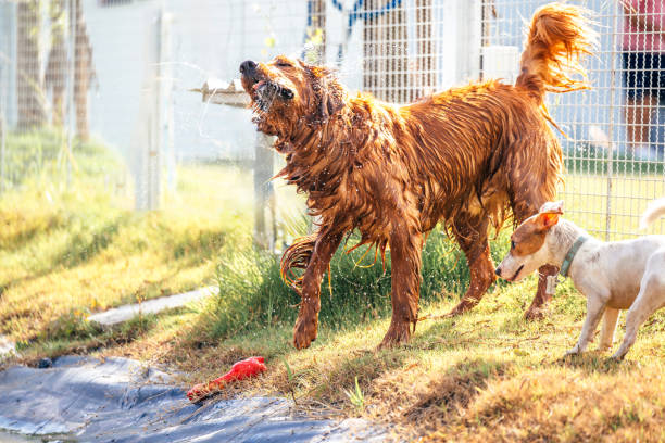 Golden retriever dog gets out of swimming pool