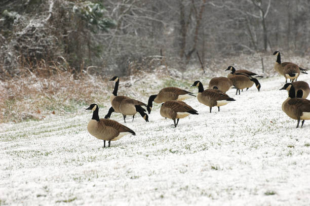 istock a group of Canada goose on the meadow in snow 2188478839