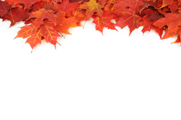 istock colorful autumn maple leaves frame isolated on white background 2188478909