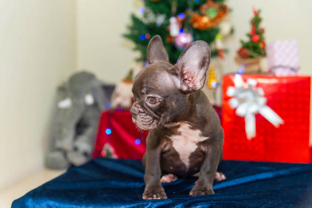 istock Happy party dog celebrating New Year 2188479113