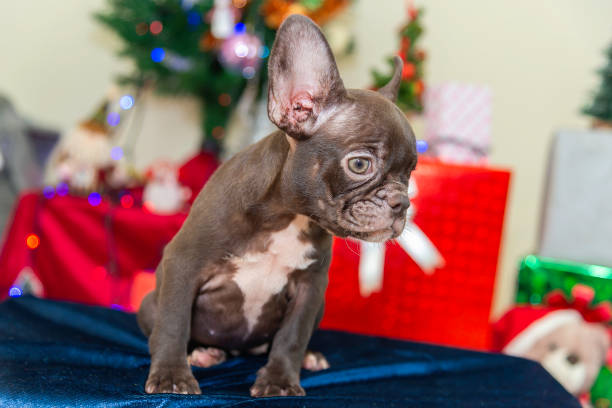 istock Happy party dog celebrating New Year 2188479189
