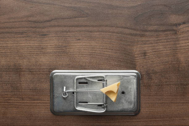 Stainless steel bear trap with piece of cheese isolated on white background. The concept of free cheese in the trap.