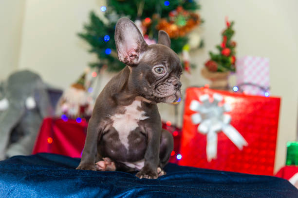 istock Happy party dog celebrating New Year 2188479764