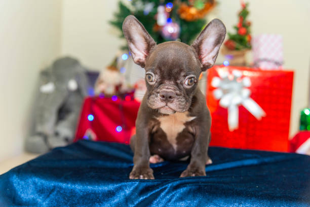 istock Happy party dog celebrating New Year 2188480442