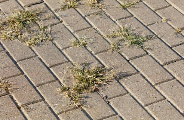 Grass spring growing through pavement walkway. Conceptual background