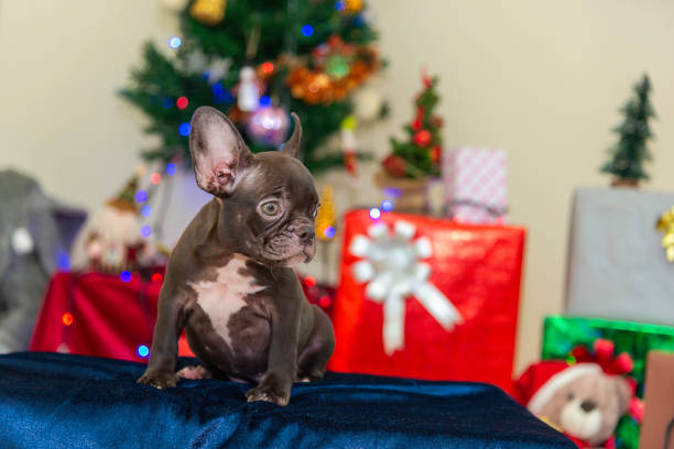 istock Happy party dog celebrating New Year 2188481426