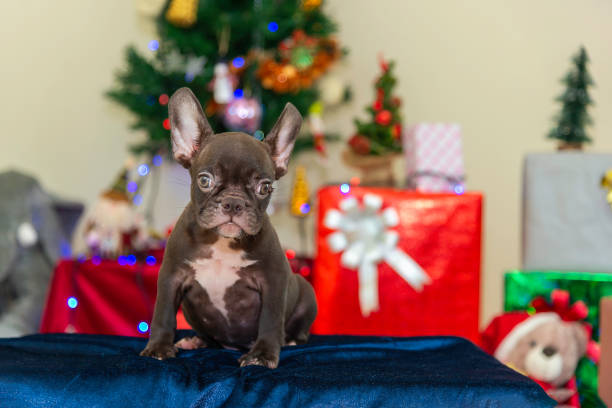 istock Happy party dog celebrating New Year 2188481428