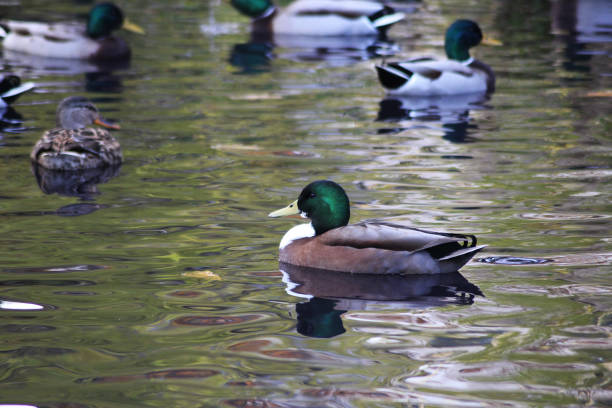 Ducks swim on a lake near Alcudia, busy with their daily struggle for food, Mallorca, Balearic Islands, Spain