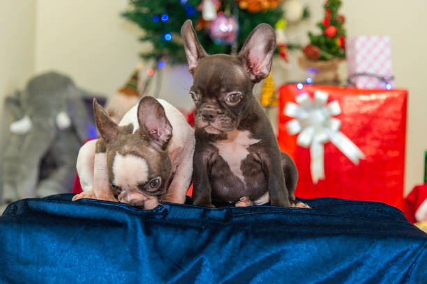 istock Happy party dog celebrating New Year 2188481570