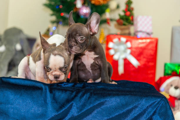 istock Happy party dog celebrating New Year 2188481593