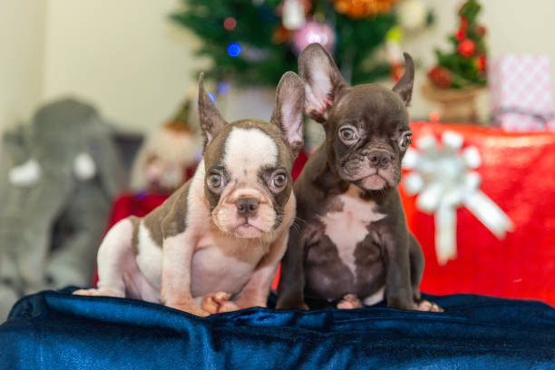 istock Happy party dog celebrating New Year 2188481625
