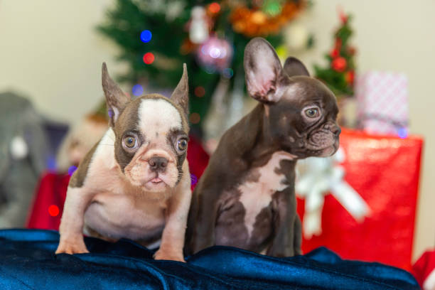 istock Happy party dog celebrating New Year 2188482351