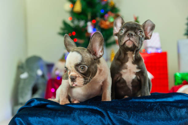 istock Happy party dog celebrating New Year 2188482799