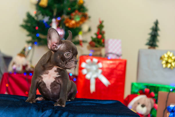 istock Happy party dog celebrating New Year 2188483389