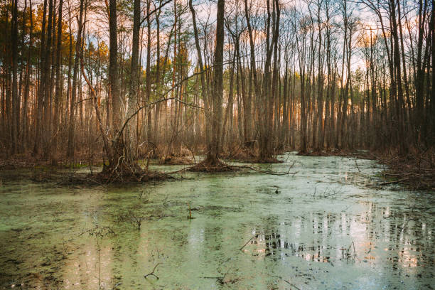 Wild Bog Swamp. Nature In Early Spring.