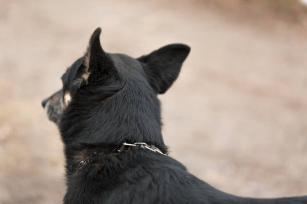 Muzzle of a black dog close-up, top view