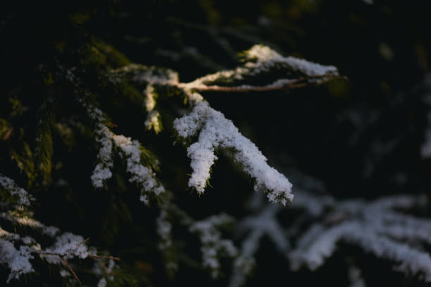 A close-up of a snow-covered evergreen branch, highlighted by dim sunlight against a dark background, creating a moody winter scene