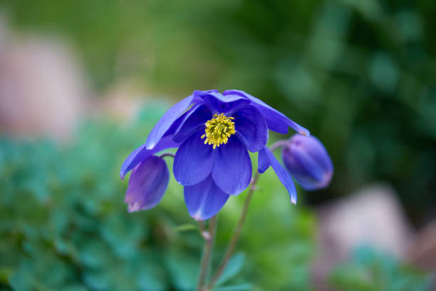Beautiful purple columbine flowers are thriving in a lush green garden, presenting a captivating natural landscape adorned with delicate petals and vibrant greenery under soft light.