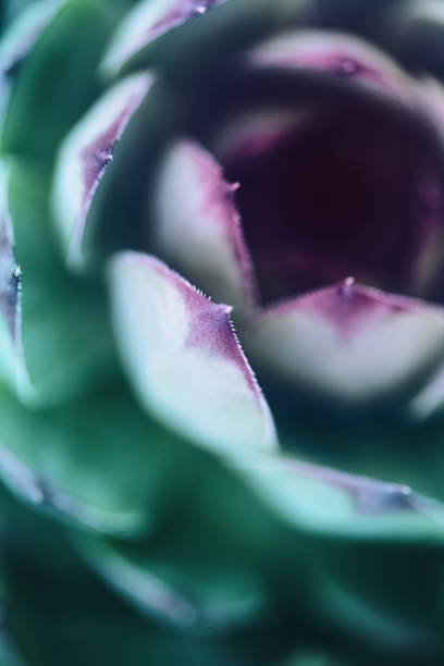 istock Macro shot of a succulent plant with soft focus 2188487375