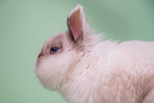 istock Portrait of a gray and white fox dwarf rabbit with large testicles. 2188488803