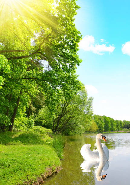 Swan on a pond in the forest. Spring landscape.