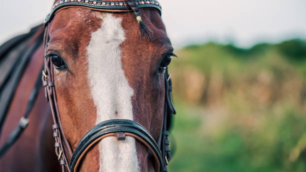 istock horse head and eyes close up 2188488924