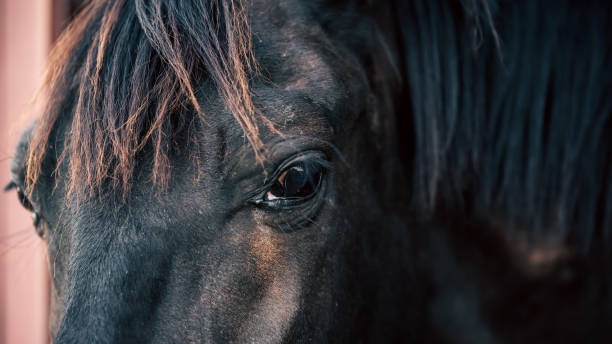 istock horse head and eyes close  up 2188489092