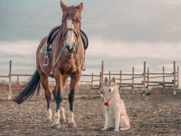 istock Siberian husky and a horse in an empty autumn field 2188489300
