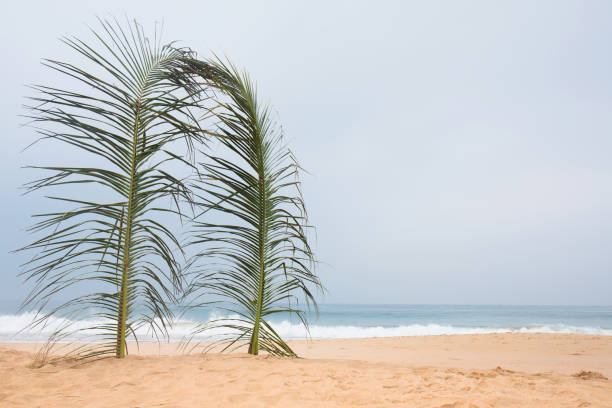 Growing young coconut tree on the tropical beach. Beautiful landscape. Travel and vacation theme