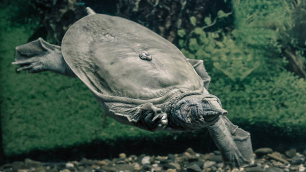 istock freshwater turtle chinese trionix swims under water close up 2188489537