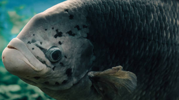 big live fish underwater close up