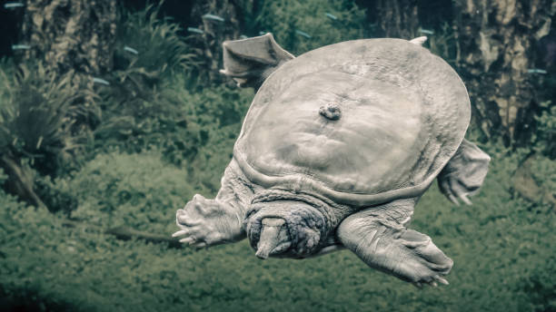 istock freshwater turtle chinese trionix swims under water close up 2188489547