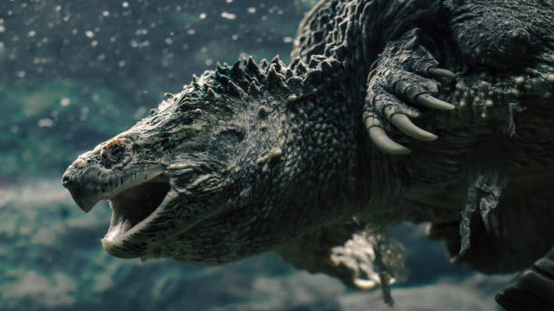 istock large cayman turtle with open mouth swims under water close up 2188489567
