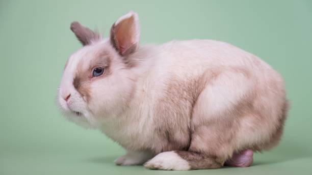 istock Portrait of a gray and white fox dwarf rabbit with large testicles. 2188490410