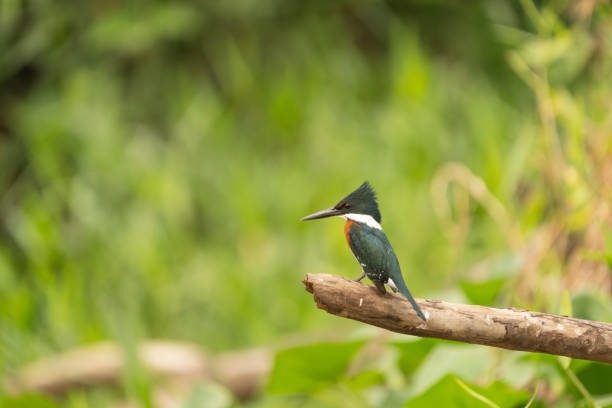 The white-bellied kingfisher (Corythornis leucogaster) is a species of kingfisher in the subfamily Alcedininae