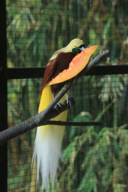 istock red bird of paradise 2188491105