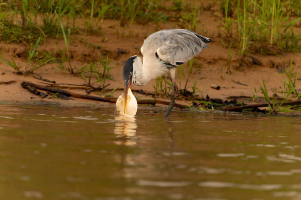istock Cocoi heron with beak full of fish 2188491372