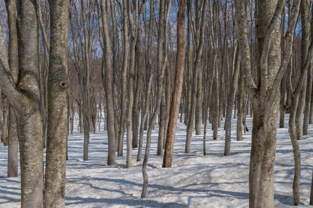 Spring in Aomori, Mt. Hakkoda, beech forest with lingering snow