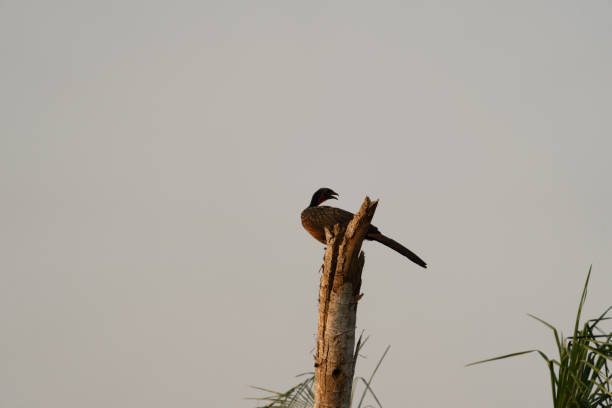 istock Chaco chacalaca perched on to of dead tree 2188491513