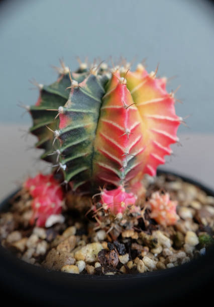 istock Beautiful colorful Gymnocalycium cactus on a pot. 2188491545