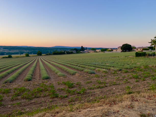istock IMG_9532 Sun rising over the lavender field 2188492320