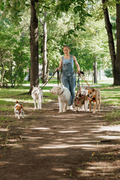 istock woman is walking her dogs in park 2188493642