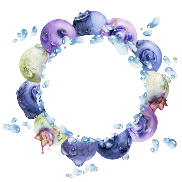 istock Blueberry blackberry, drops flying in water splash, hand drawn in watercolor, ripe summer forest berry. Isolated wreath frame illustration. Restaurant, cafe sweets menu, farmers market, recipe book 2188495295