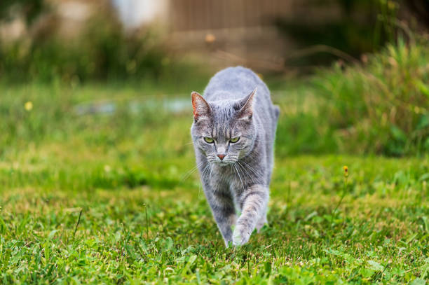 istock Grey domestic cat walking in the green grass 2188498476