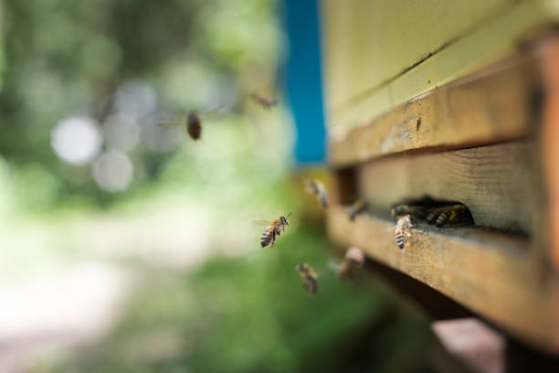 istock Bees flying into the hive. Honey production. 2188498923