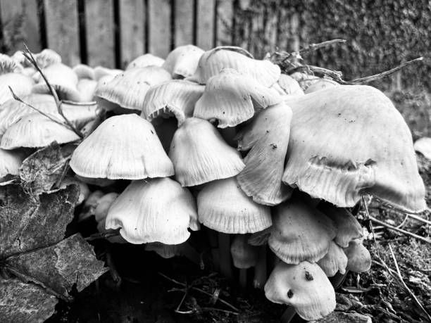 Fungus in the great outdoors