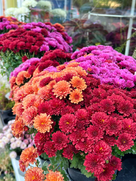 istock Chrysanthemum flowers in pots 2188500162