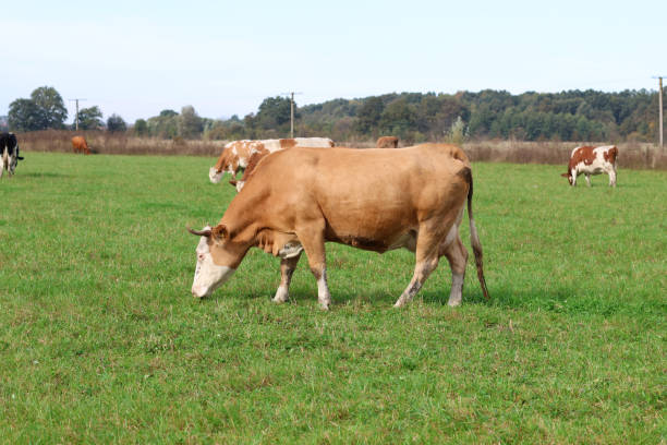 istock Cows graze in the pasture. Agriculture. Cattle breeding. 2188500333