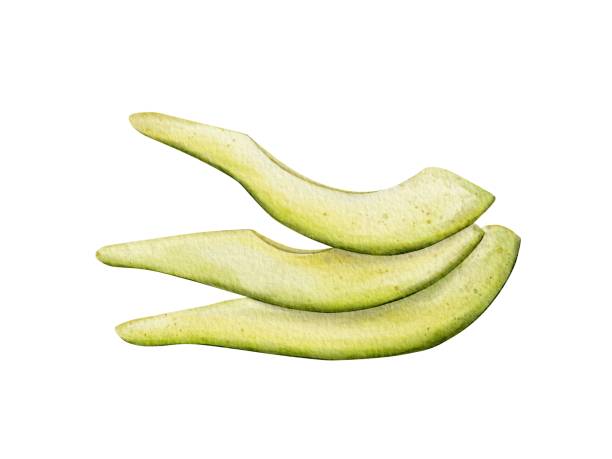 istock Slice Avocado Watercolor illustration. Hand drawn clipart on isolated background. Botanical painting of tropical Fruit. Drawing of green Vegetable for food packaging design. Plant sketch for kitchen prints. 2188501379